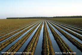 Sustainable Rice Cultivation